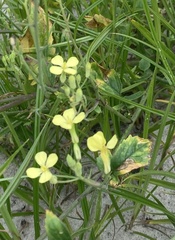 Raphanus raphanistrum raphanistrum