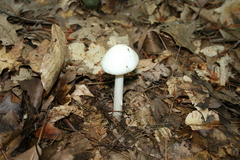Amanita aestivalis