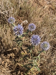 Echinops ritro ritro