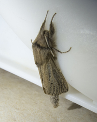 Phragmataecia castaneae