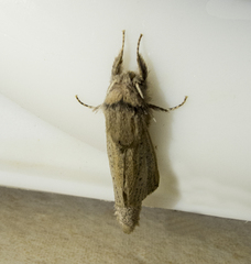 Phragmataecia castaneae