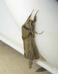 Phragmataecia castaneae