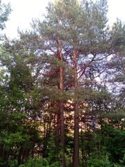 Pinus sylvestris
