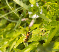 Nemophora pfeifferella