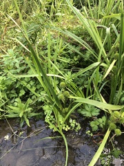 Sparganium erectum
