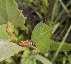 Nemophora pfeifferella