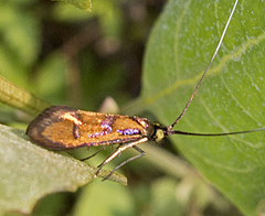 Nemophora pfeifferella
