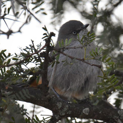 Curruca subcoerulea subcoerulea