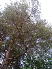 Pinus sylvestris