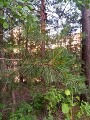 Pinus sylvestris