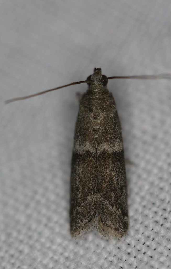 darker-moodna-moth-from-norfolk-county-on-canada-on-july-18-2021-at
