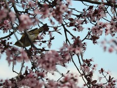 Phylloscopus ibericus
