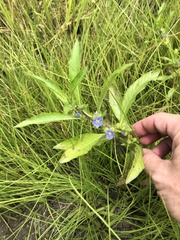 Hydrolea quadrivalvis