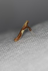 Caloptilia packardella