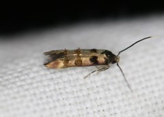 Stilbosis tesquella