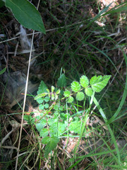 Rubus pungens oldhamii