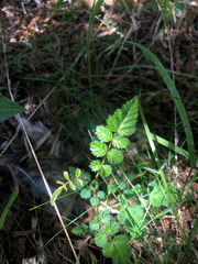 Rubus pungens oldhamii
