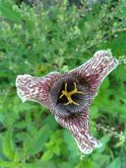 Tigridia vanhouttei