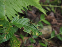 Leptogomphus sauteri formosanus