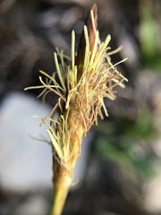 Carex chrysolepis