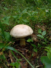 Leccinum percandidum