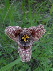 Tigridia vanhouttei