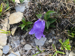 Adenophora morrisonensis