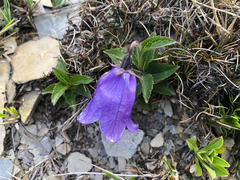 Adenophora morrisonensis