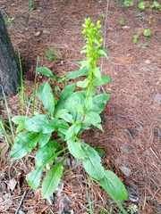 Solidago virgaurea