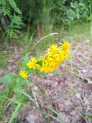 Solidago virgaurea