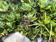 Carex atrata