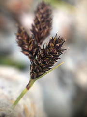 Carex atrata