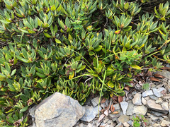 Carex atrata