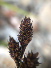 Carex atrata