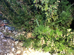 Artemisia oligocarpa