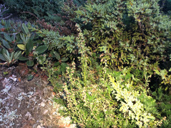 Artemisia oligocarpa