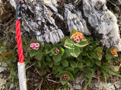 Spiraea morrisonicola