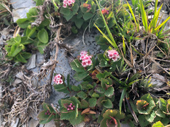 Spiraea morrisonicola