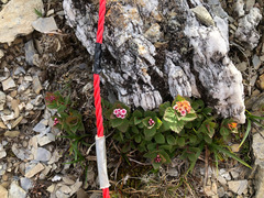 Spiraea morrisonicola