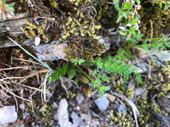 Chaerophyllum nanhuense
