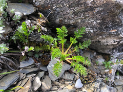 Chaerophyllum taiwanianum
