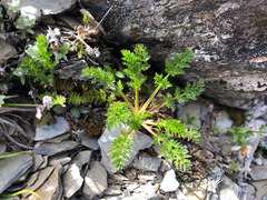 Chaerophyllum taiwanianum