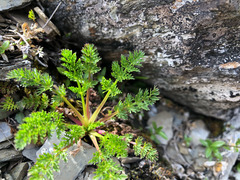 Chaerophyllum taiwanianum