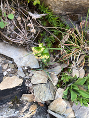 Galium nankotaizanum