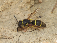 Allodynerus