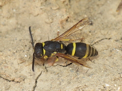 Allodynerus