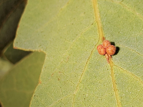 Clustered Gall Wasp photo 4