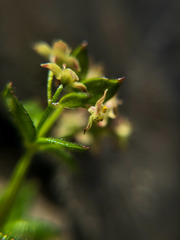 Galium nankotaizanum