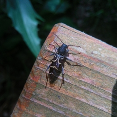 Xylotrechus antilope