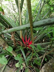 Bromelia karatas